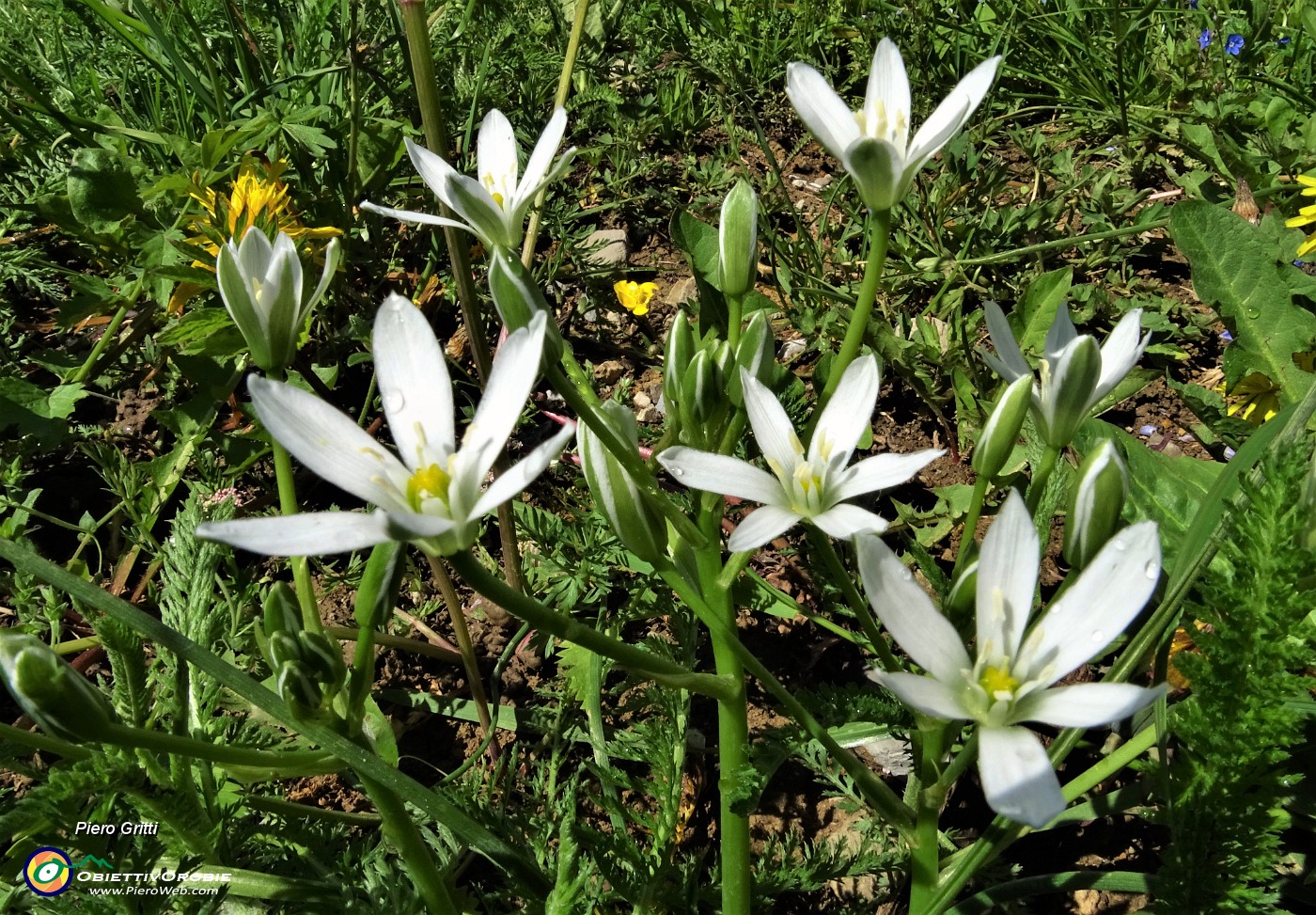 10 Fiori bianchi di latte di gallina (Ornithogalum umbellatum).JPG